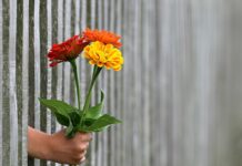 Jak zakryć ogrodzenie z siatki? Jak zakryć ogrodzenie z siatki?
