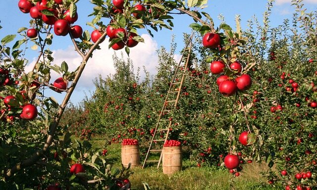 Po jakim czasie owocują jabłonie?
