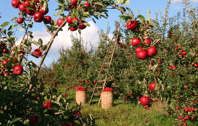Po jakim czasie owocują jabłonie?