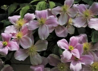 Czy Clematis nadaje się na balkon?