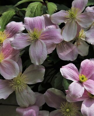 Czy Clematis przezimuje w donicy?