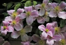 Z czym łączyć Clematis?
