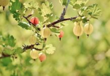 Jakie krzewy owocowe warto posadzić w ogrodzie?