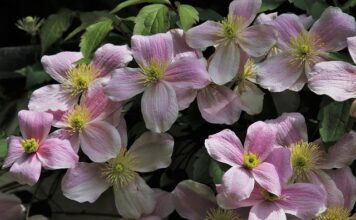 Czy Clematis to roślina wieloletnia?