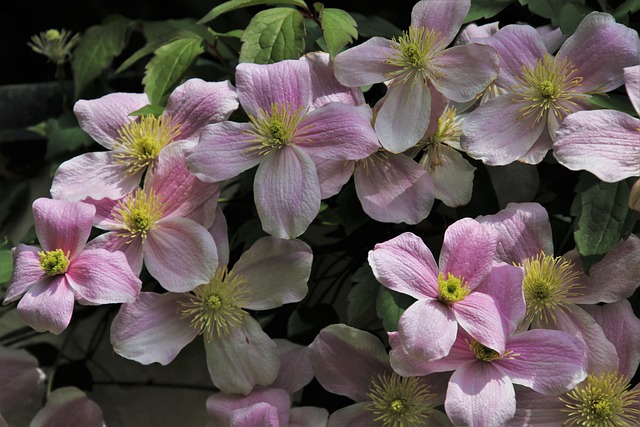 Czy Clematis gubi liście na zimę? Czy Clematis gubi liście na zimę?