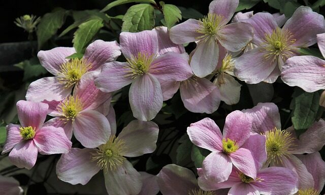 Kiedy obcina się Clematis? Kiedy obcina się Clematis?