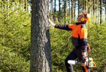 Profesjonalna wycinka drzew